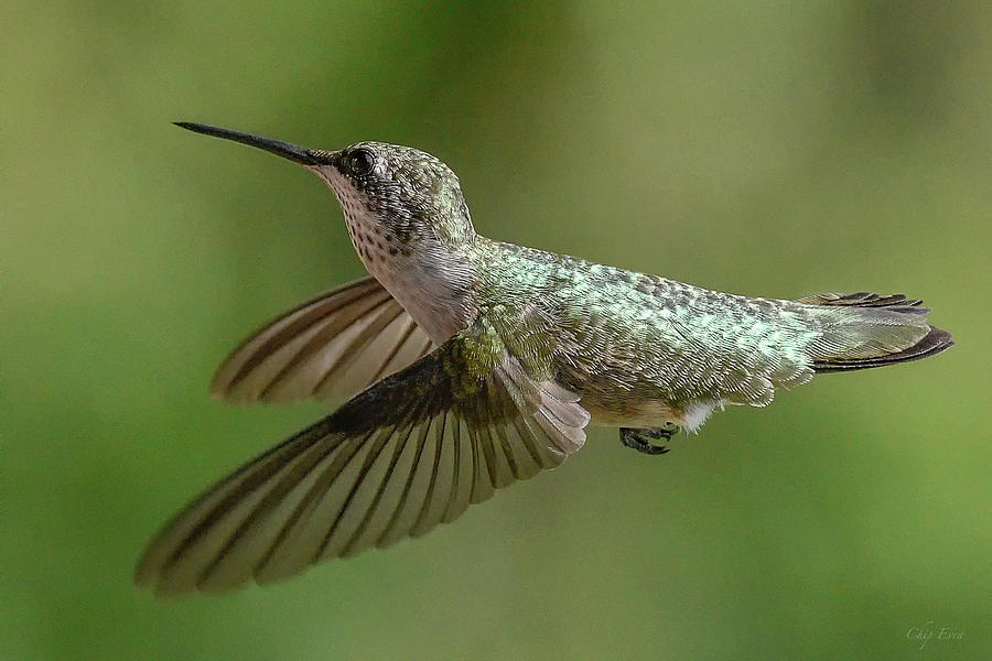 Hummingbird Photograph by Chip Evra