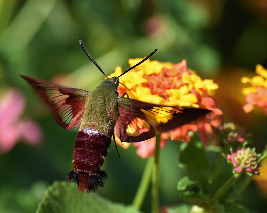 Hummingbird Clearwing Moth Photograph by Chip Gilbert - Fine Art America