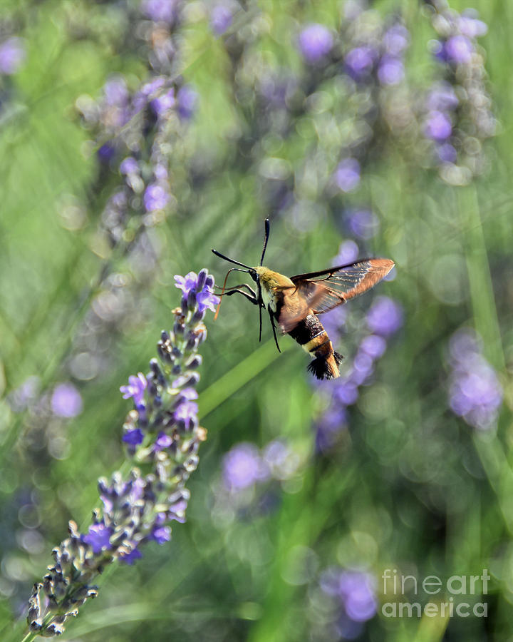 Hummingbird Clearwing Moth in Lavender Field Photograph by Catherine Sherman