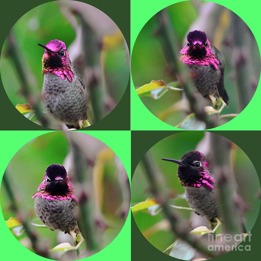 Hummingbird Collage Photograph by Debby Pueschel