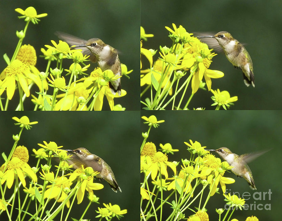 Hummingbird Composition 77 Photograph by Lizi Beard-Ward