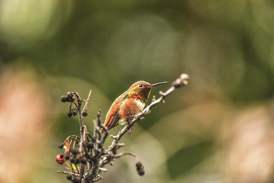 Hummingbird Contemplation 1  Photograph by Linda Brody