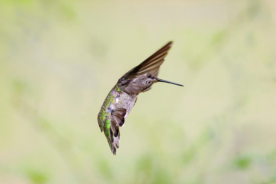 Hummingbird Dance Photograph by Wes and Dotty Weber