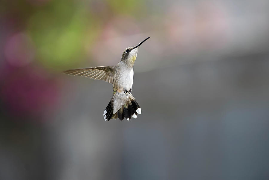 Hummingbird Photograph by Dansphotoart On Flickr