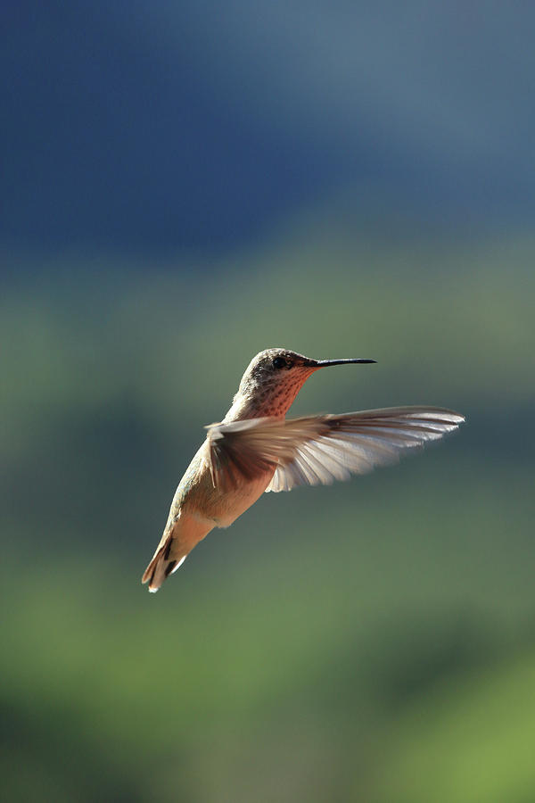 Hummingbird Photograph by David Diaz