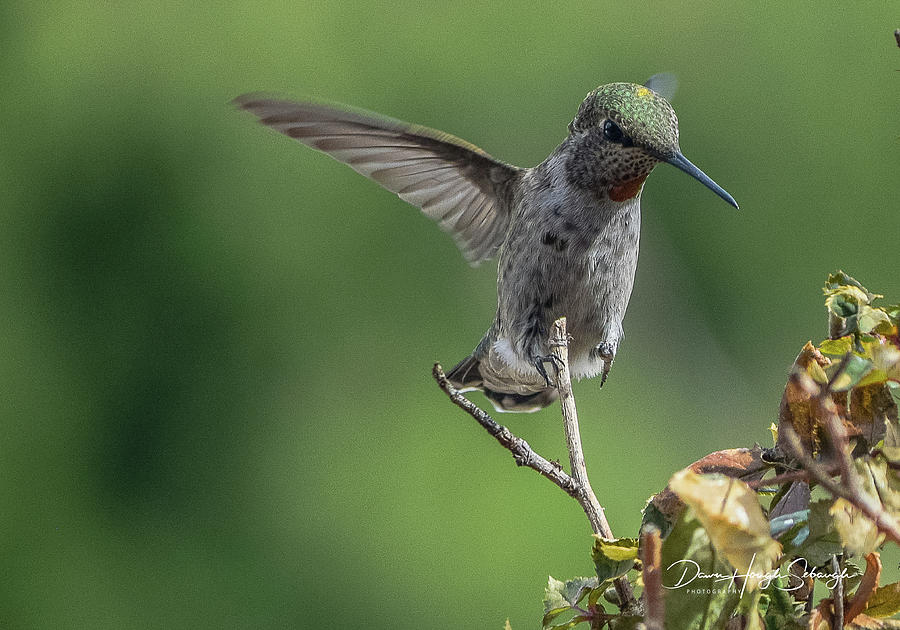 Hummingbird Photograph by Dawn Hough Sebaugh