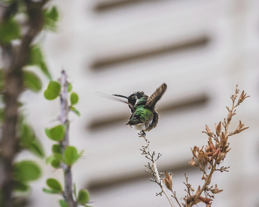 Hummingbird Defense Photograph by Rebekah Zivicki