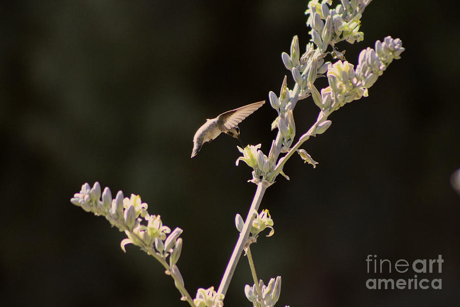 Hummingbird Drinking from Hesperaloe Parviflora Flower Photograph by Colleen Cornelius
