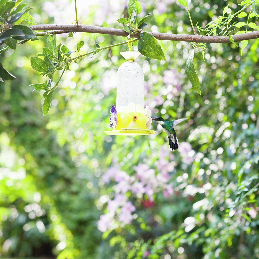 Hummingbird Drinking From Water Photograph by Kathrin Ziegler