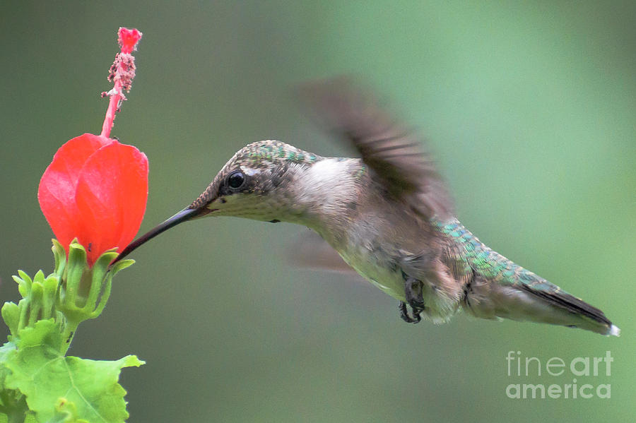 Hummingbird Photograph - Hummingbird Drinking Nector From Flower by Rafael De Armas