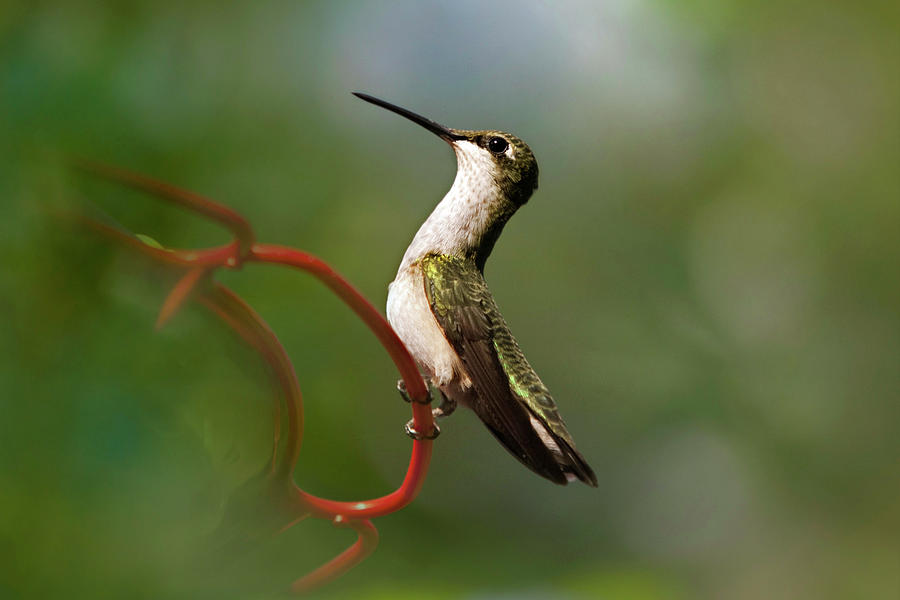 Hummingbird Eloquent Appeal Photograph by Christina Rollo