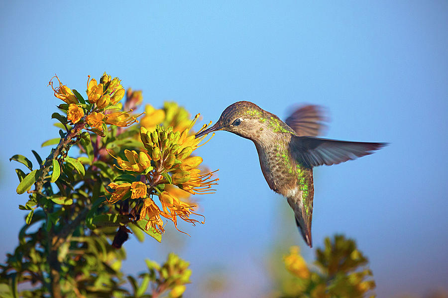 Hummingbird Feeding Photograph