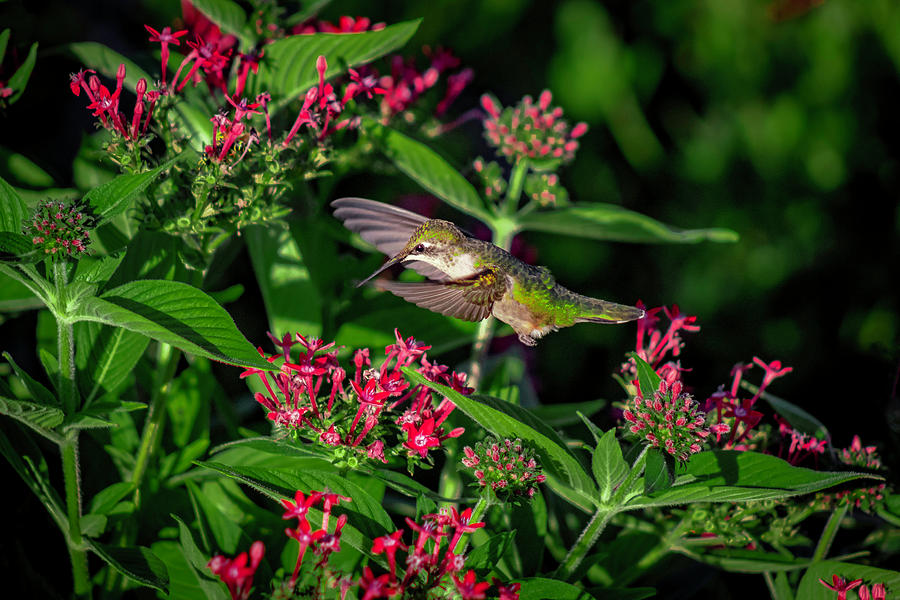 Hummingbird Feeding Photograph by Kevin Argue