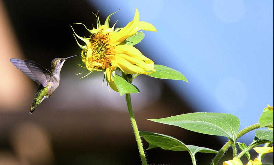 Hummingbird Feeding On A Sunflower Photograph By Kathy Gallow