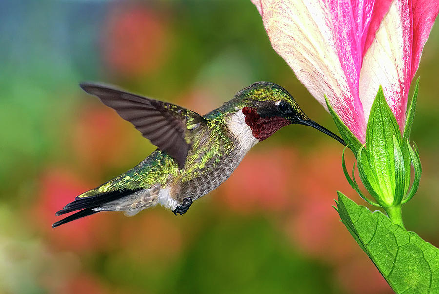 Hummingbird Feeding On Hibiscus Photograph by Dansphotoart On Flickr