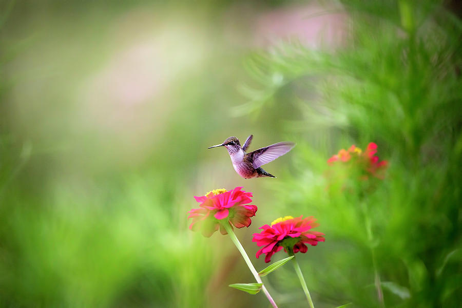 Hummingbird Flight Photograph by Deborah Penland