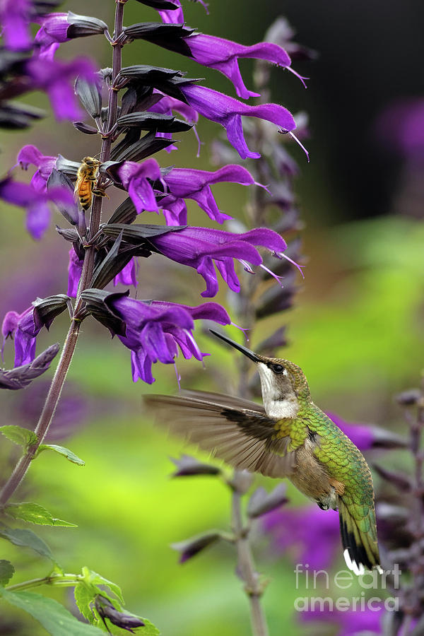 Hummingbird flight in Longfellow Gardens Photograph by Natural Focal Point Photography