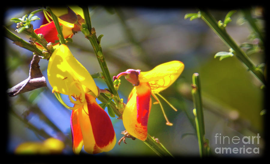 Hummingbird Flower Photograph by Al Bourassa