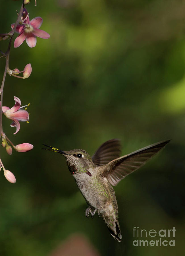 Hummingbird flying in for breakfast Photograph by Ruth Jolly