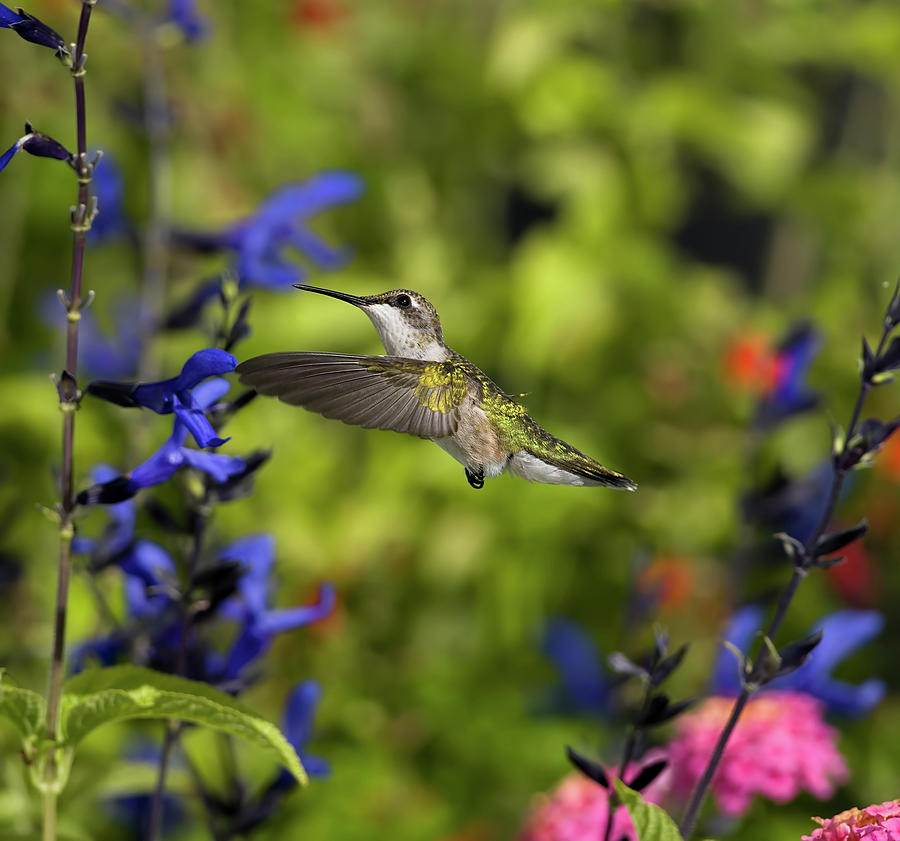 Hummingbird Flying In The Garden_rgb7345 Photograph by Dansphotoart On Flickr