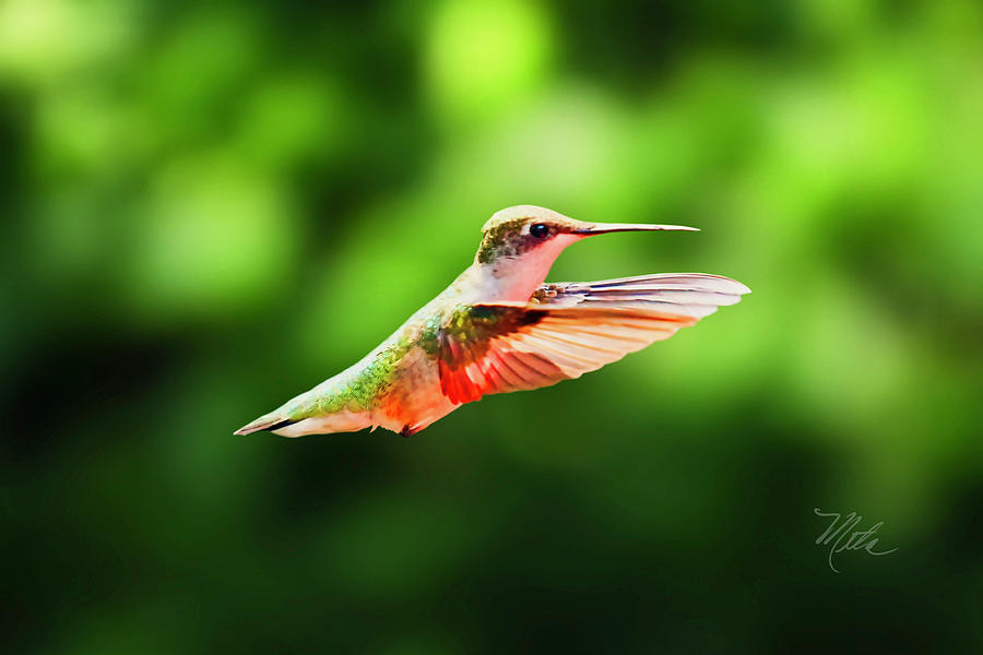 Hummingbird Flying Photograph by Meta Gatschenberger