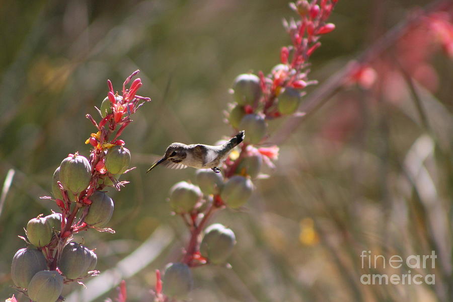 Hummingbird Flying To Red Yucca 1 in 3 Photograph by Colleen Cornelius
