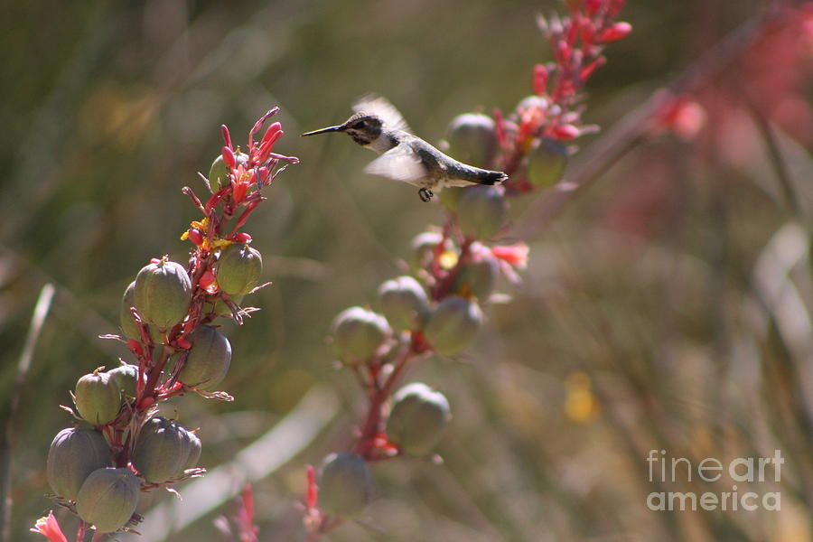 Hummingbird Flying To Red Yucca 2 in 3 Photograph by Colleen Cornelius