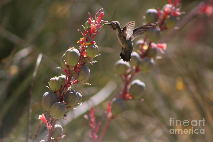 Hummingbird Flying To Red Yucca 3 in 3 Photograph by Colleen Cornelius