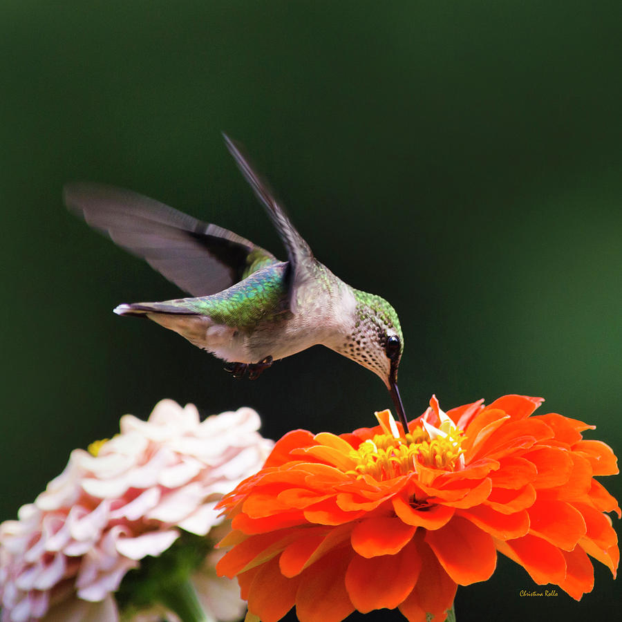 Hummingbird Flying with Orange Zinnia Flower Square Photograph by Christina Rollo