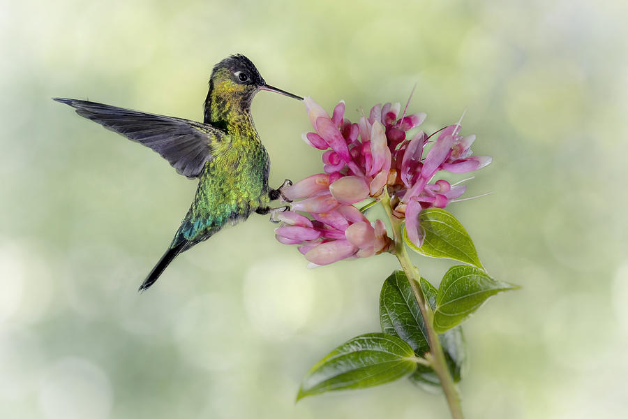 Hummingbird Photograph - Hummingbird From Costa Rica by Linda D Lester