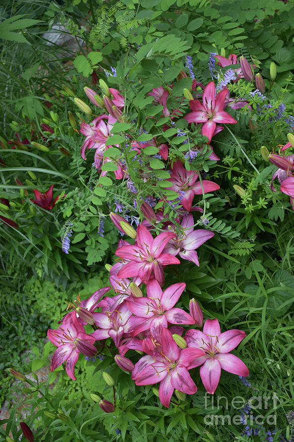 Hummingbird Garden Photograph