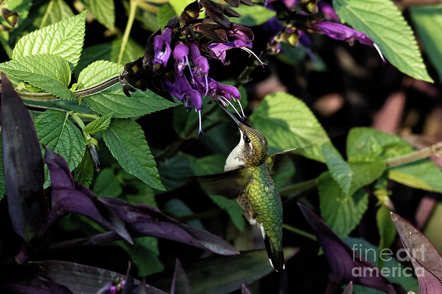 Hummingbird Garden Photograph by Natural Focal Point Photography