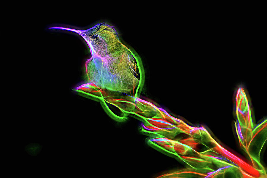 Hummingbird Glow Mixed Media by Nadia Sanowar