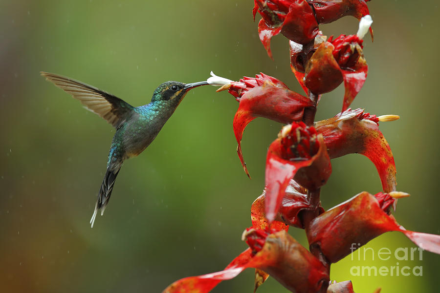 Beak Photograph - Hummingbird Green Hermit, Phaethornis by Ondrej Prosicky Beak Photograph - Hummingbird Green Hermit, Phaethornis by Ondrej Prosicky