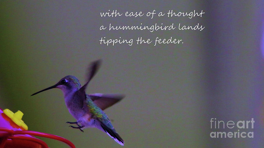 Hummingbird Haiku Photograph