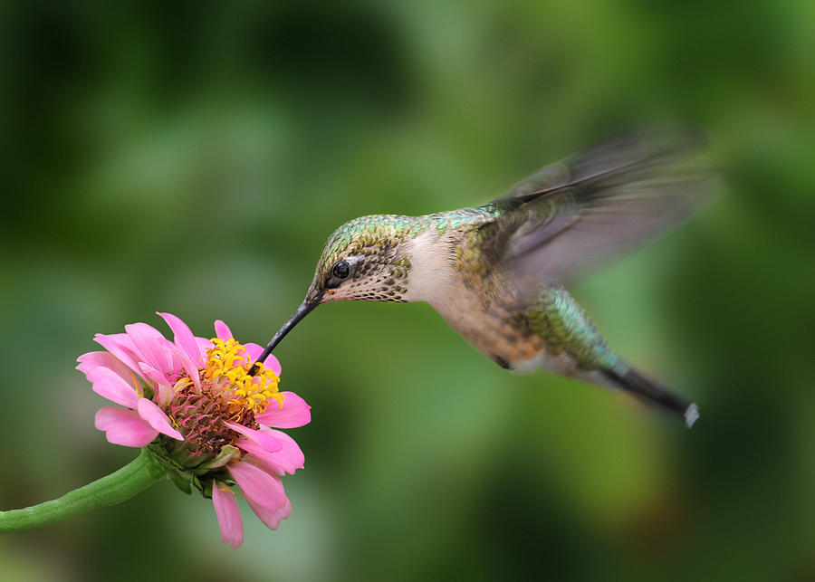Hummingbird Photograph by Hannah Zhang - Fine Art America