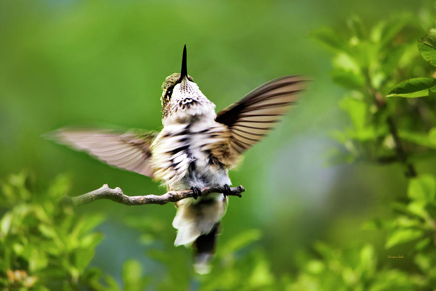 Hummingbird Happy Dance Photograph by Christina Rollo