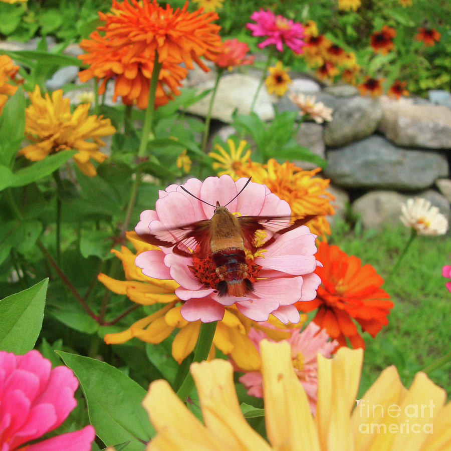 Hummingbird Hawk Moth and Zinnia 1 Photograph by Amy E Fraser
