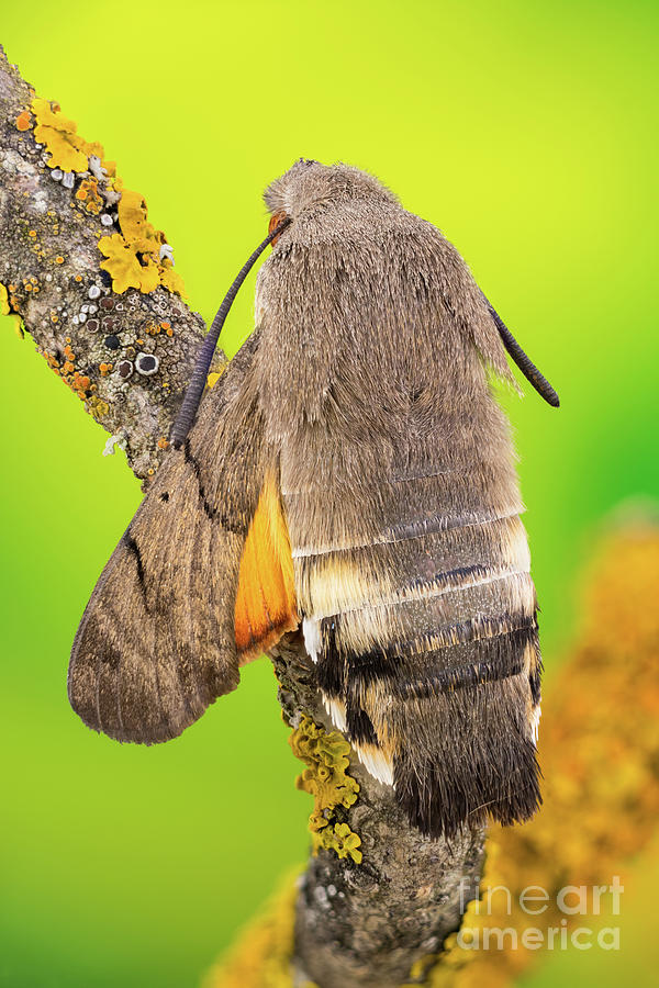Hummingbird Hawk Moth Photograph by Ozgur Kerem Bulur/science Photo Library