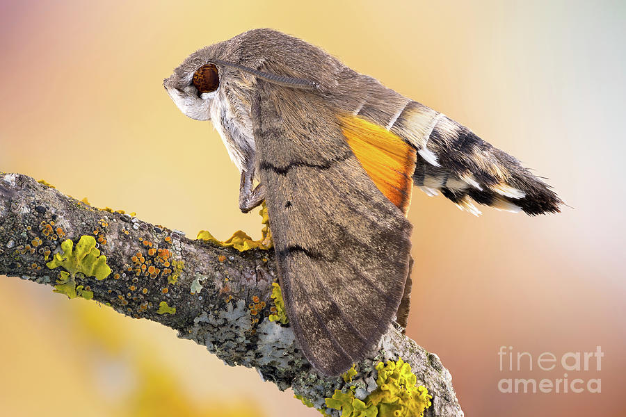 Wildlife Photograph - Hummingbird Hawkmoth by Ozgur Kerem Bulur/science Photo Library
