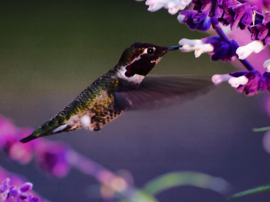 Hummingbird HDR Photograph by Richard Thomas