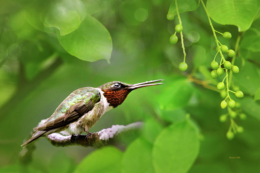 Hummingbird Hiding In Tree Photograph by Christina Rollo