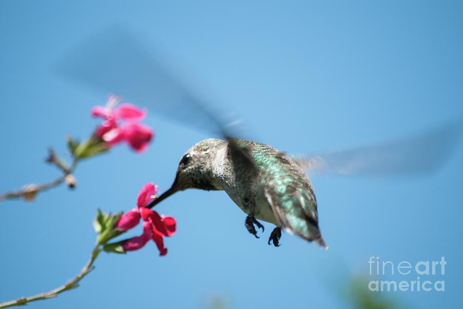 Hummingbird Photograph - Hummingbird Hoover by Cathie Moog