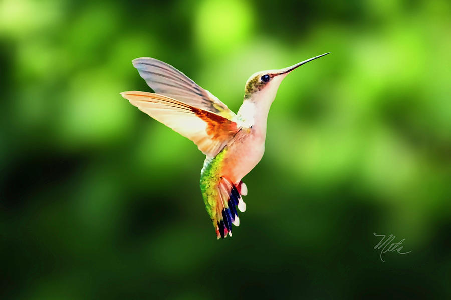 Hummingbird Hovering Photograph by Meta Gatschenberger