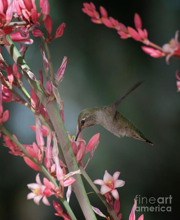 Hummingbird hovers  Photograph by Ruth Jolly