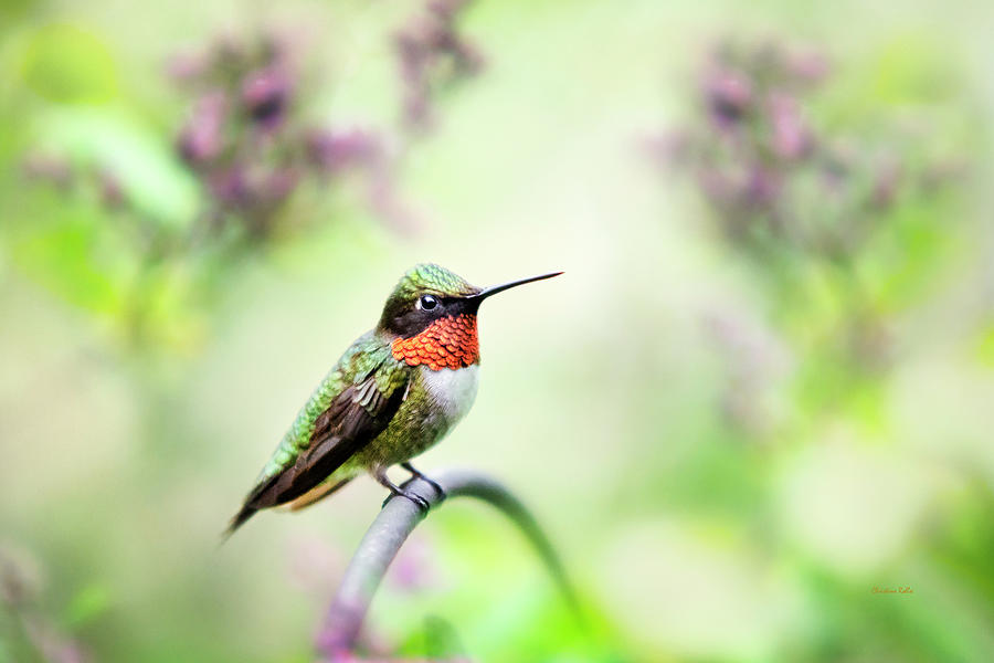 Hummingbird Photograph - Hummingbird II by Christina Rollo