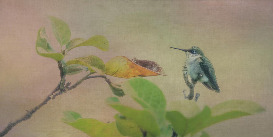 Hummingbird II Photograph by Patti Deters