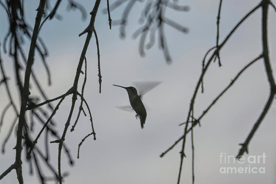 Hummingbird in Action Photograph by Randy J Heath
