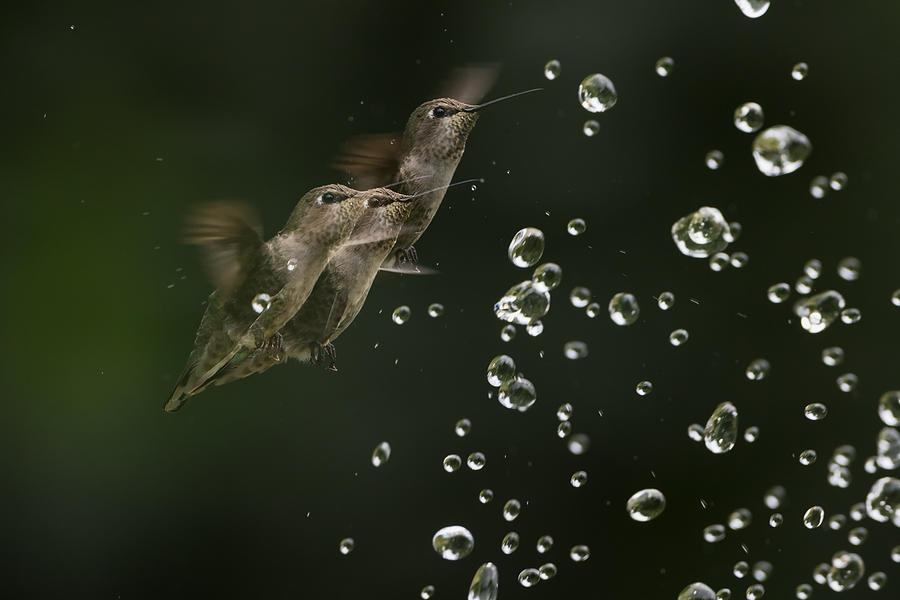 Hummingbird In Action Photograph by Weilian