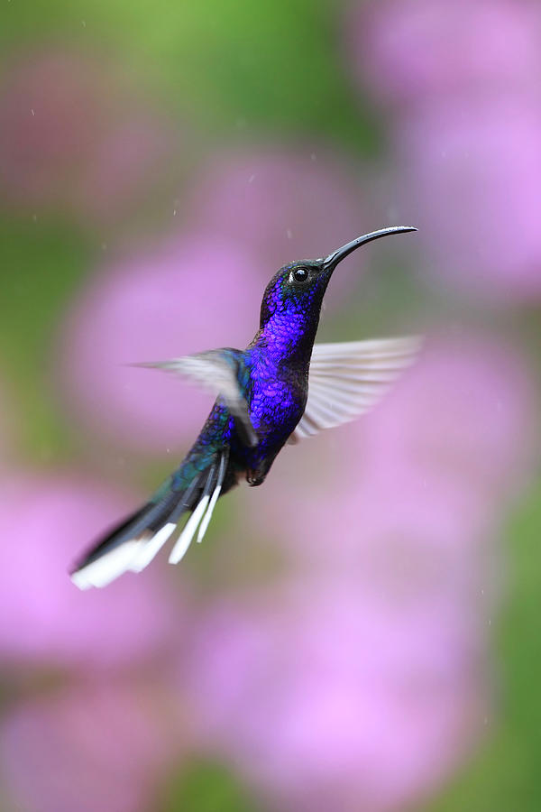 Hummingbird In Air Photograph by Mlorenzphotography